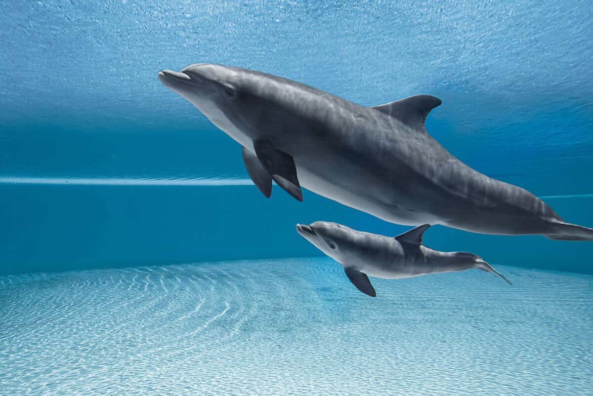 Former Mirage dolphin dies at Virgin Islands facility | Las Vegas Review-Journal
